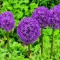 Allium Bulbs - Purple Sensation (10 bulbs)