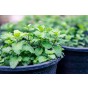 Mint Herb Seeds (Approx. 600 seeds) by Jamieson Brothers®