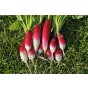 Jamieson Brothers® Radish French Breakfast Vegetable Seeds (Approx. 280 seeds)