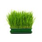 Cat Grass Seeds (Approx. 60 seeds) - By Jamieson Brothers®