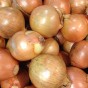 Jamieson Brothers® Golden Gourmet Shallot Sets - 32 pack