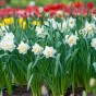 White Lion Daffodil Bulbs 5kg (Approx. 100 Bulbs) by Jamieson Brothers® 