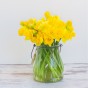 Yellow Trumpet Daffodil Bulbs 5Kg (Approx. 100 Bulbs) by Jamieson Brothers® 
