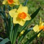Orange Cupped Daffodil Bulbs 20kg (Approx. 375 Bulbs) by Jamieson Brothers 
