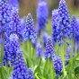 Muscari Super Mix - Mixed Colours (240 bulbs) by Jamieson Brothers 