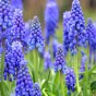 Muscari Blue Blends Spring Flowering Bulbs