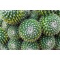 Cactus Mixed House Plant Seeds (Approx. 24 Seeds) by Jamieson Brothers®