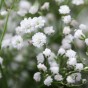 Gypsophilia Elegans Covent Garden Flower Seeds (Approx. 1060 seeds) by Jamieson Brothers