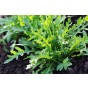 Rocket Wild Herb Seeds (Approx. 485 seeds) by Jamieson Brothers®