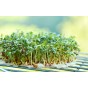 Cress Curled Herb Seeds (Approx. 1000 seeds) by Jamieson Brothers