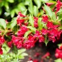 Weigela Florida - Spring planting bare root shrub by Jamieson Brothers