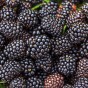 Blackberry - Spring planting bare root fruit bush/shrub by Jamieson Brothers