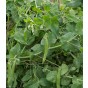 Jamieson Brothers® Pea Kelvedon Wonder Vegetable Seeds (Approx. 54 seeds)