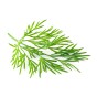 Jamieson Brothers® Dill Herb Seeds (Approx. 115 seeds)