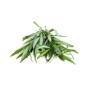 Tarragon (Russian) Herb Seeds (Approx. 300 seeds) by Jamieson Brothers®