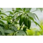 Chilli Jalapeno Vegetable Seeds (Approx. 30 seeds) by Jamieson Brothers®