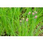 Chives Herb Seeds (Approx. 135 seeds) by Jamieson Brothers®
