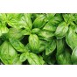 Sweet Basil Herb Seeds (Approx. 220 seeds) by Jamieson Brothers®