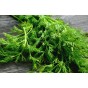 Dill Herb Seeds (Approx. 115 seeds) by Jamieson Brothers®