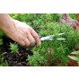 Rosemary Herb Seeds (Approx. 40 seeds) by Jamieson Brothers®