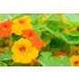Jamieson Brothers® Nasturtium Tom Thumb Flower Seeds (Approx. 18 seeds)