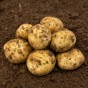 Skywalker Seed Potatoes 2kg Pack – A High-Yielding Second Early Variety with Excellent Disease Resistance, Perfect for Chipping, Baking, and Boiling