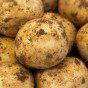Skywalker Seed Potatoes 2kg Pack – A High-Yielding Second Early Variety with Excellent Disease Resistance, Perfect for Chipping, Baking, and Boiling