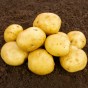 Skywalker Seed Potatoes 20kg Pack – A High-Yielding Second Early Variety with Excellent Disease Resistance, Perfect for Chipping, Baking, and Boiling
