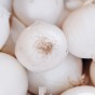 Onion Snowball (Allium Cepa) 250g Spring Planting Onion Bulbs| Vegetable Bulb for Planting Now UK | Plant Garden Outdoor | Jamieson Brothers