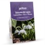 Double Snowdrop Bulbs (16 bulbs) by Jamieson Brothers 