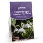 Flore Pleno Double Snowdrop 80 Bulbs by Jamieson Brothers 