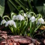 Flore Pleno Double Snowdrop 80 Bulbs by Jamieson Brothers 