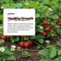 Strawberry Planting Compost with added John Innes 60L - 6 months feeding in this professional blend by Jamieson Brothers