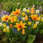 Best Friends, Spectacular Crowd: Tulip Shogun, Muscari Armeniacum, Daffodil Minnow & Tete a Tete, 30 Bulbs Ready for Planting Now in UK Autumn Outdoor Gardens