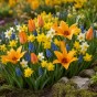 Best Friends, Spectacular Crowd: Tulip Shogun, Muscari Armeniacum, Daffodil Minnow & Tete a Tete, 30 Bulbs Ready for Planting Now in UK Autumn Outdoor Gardens