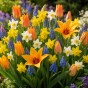 Best Friends, Spectacular Crowd: Tulip Shogun, Muscari Armeniacum, Daffodil Minnow & Tete a Tete, 30 Bulbs Ready for Planting Now in UK Autumn Outdoor Gardens