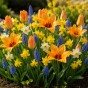 Best Friends, Spectacular Crowd: Tulip Shogun, Muscari Armeniacum, Daffodil Minnow & Tete a Tete, 30 Bulbs Ready for Planting Now in UK Autumn Outdoor Gardens