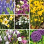 Jamieson Brothers® Small Spring Mix - Approx. 167 Bulbs