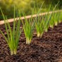 Jamieson Brothers Grow Your Own Starter Garden Bundle 5 Pack Easy Vegetable Seed Collection (Lettuce Mesclun Mix, Spring Onion White Lisbon, Pea Kelvedon Wonder, Radish French Breakfast, Beetroot Boltardy)