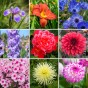20 Variety Premium Summer Flower Bulbs – Spring Planting Mixed Statement Bulb Collection for Bold, Long Flowering Garden Impact