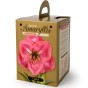 Amaryllis Gift Box Hercules 1 Bulb Ready for Planting Now in UK Autumn Indoor Use, Gardens & The Perfect Gift