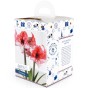 Amaryllis Charisma Gift Box (1 Large 28/30cm Pre-Potted Bulb) Hippeastrum Ready for Planting Now in UK Indoor Flowering Christmas Garden Gift