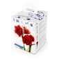 Hippeastrum/Amaryllis Cherry Nymph 1 Bulb Ready for Planting Now in UK Autumn Indoor Use, Gardens & The Perfect Gift