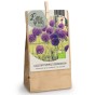 Allium Purple Sensation 6 Bulbs Ready for Planting Now in UK Autumn Outdoor Gardens