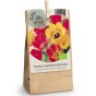 Tulip Darwin Hybrid Mix 8 Bulbs Ready for Planting Now in UK Autumn Outdoor Gardens