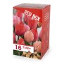 The Red Box 16 Tulip Bulbs Ready for Planting Now in UK Autumn Outdoor Gardens