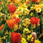Ratatouille, Yellow & Orange Tones: Tulip Orange Breeze, Tulip Blushing Apeldoorn, Tulip Apeldoorn's Elite, Daffodil Martinette, 24 Bulbs Ready for Planting Now in UK Autumn Outdoor Gardens