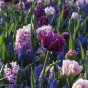Ratatouille, Purple & Blue Tones: Tulip Margarita, Tulip Foxtrot, Muscari Armeniacum, Hyacinthus Fondant 30 Bulbs Ready for Planting Now in UK Autumn Outdoor Gardens