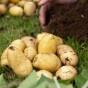 Melody (2kg - Approx. 20-25 Tubers) Christmas Harvest Seed Potatoes Summer Planting Second Cropping Plant Now UK, Grows Approx. 200 Potatoes, by Jamieson Brothers