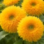 Sunflower Teddy Bear – 60 Double Bloom Dwarf Sunflower Seeds